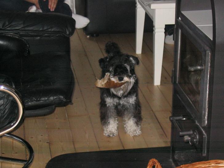 Dvaergschnauzer Kivi billede 12