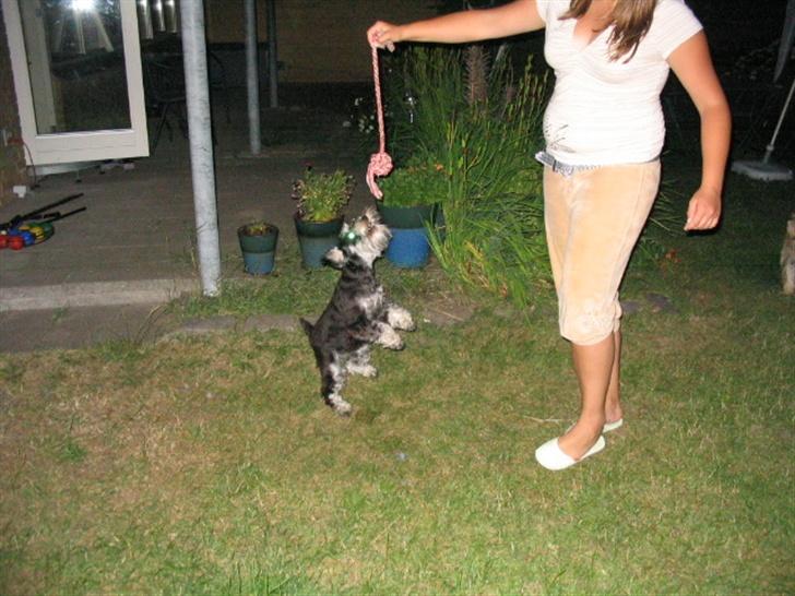 Dvaergschnauzer Kivi - hop hop  billede 13