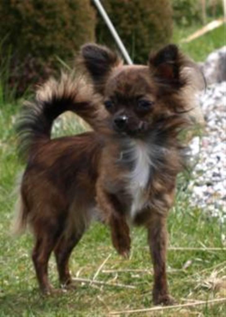 Chihuahua Alfie - Min smukke smukke Dreng!! billede 1