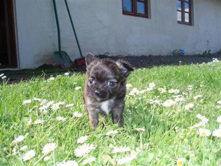 Chihuahua Alfie - uha.. enten er græset højt eller også er jeg bare lille. billede 2