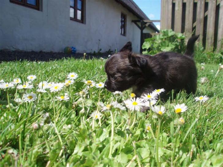 Chihuahua Alfie - uhm.. de dufter dejligt.. billede 3