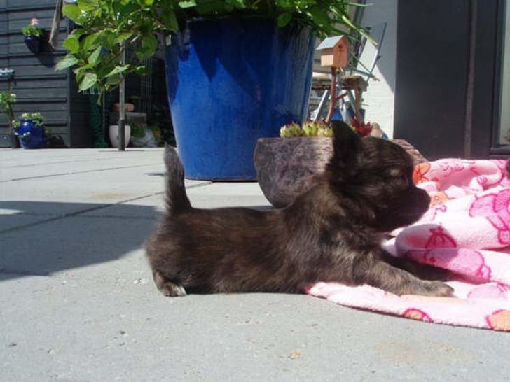 Chihuahua Alfie - 1. gang ude... hvor er det spændende og nyt det hele.. billede 5