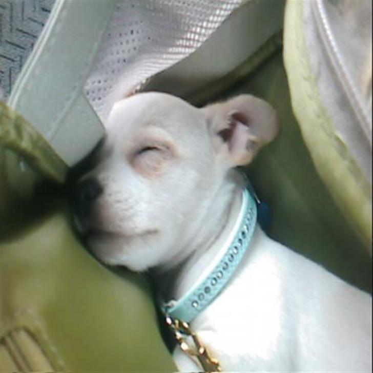 Blanding af racer Mickey billede 6