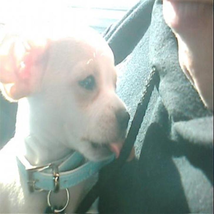 Blanding af racer Mickey billede 7