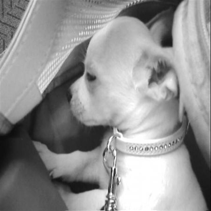 Blanding af racer Mickey billede 8