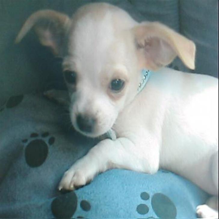 Blanding af racer Mickey billede 9