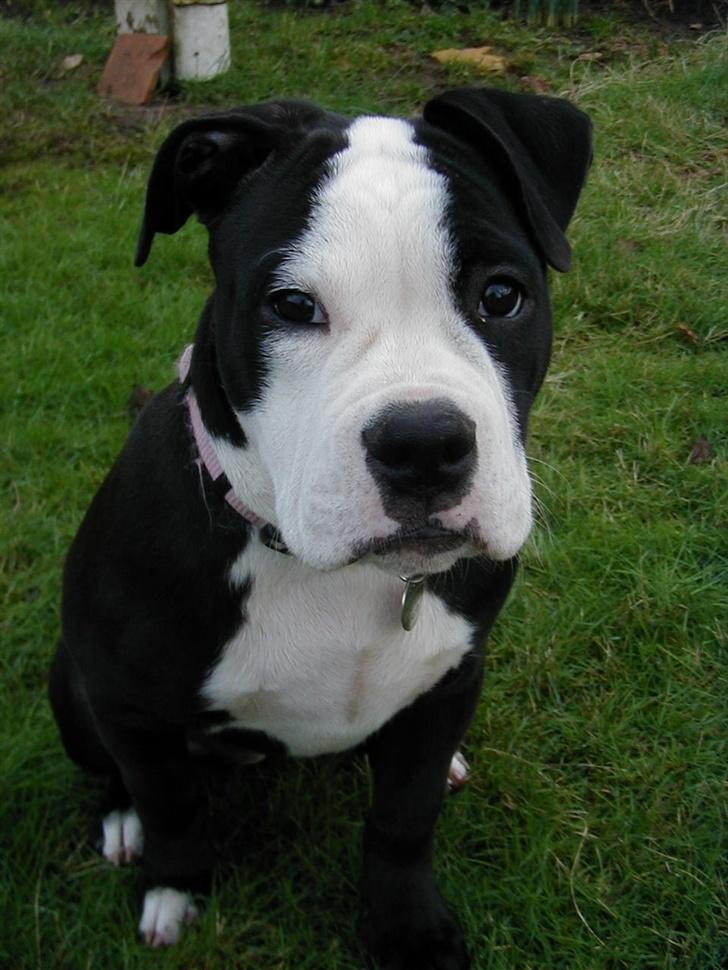 Olde victorian bulldogge Virup's Dixie aka Kiwi - Her er Kiwi - da hun er cirka 6 måneder gammel. Ser meget uskyldig ud. Er hun ikke dejlig ? billede 1