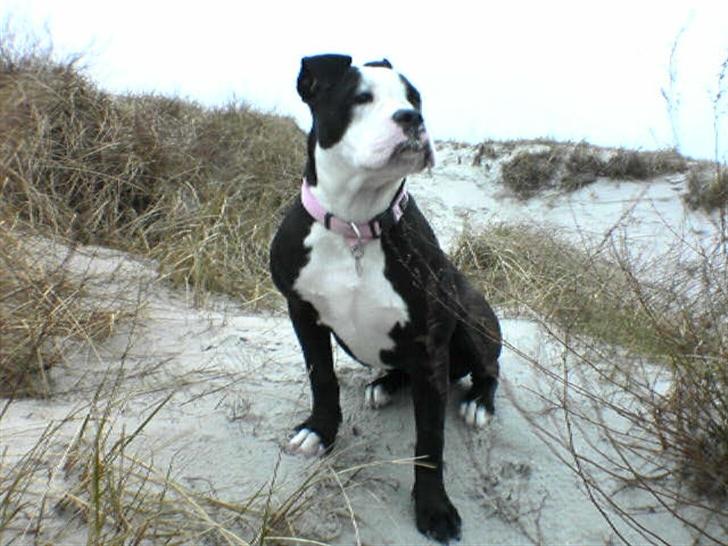 Olde victorian bulldogge Virup's Dixie aka Kiwi - Kiwi på stranden, ser meget majestætisk ud....Er på stranden hver morgen og hun ÆLSKAR det!! billede 2