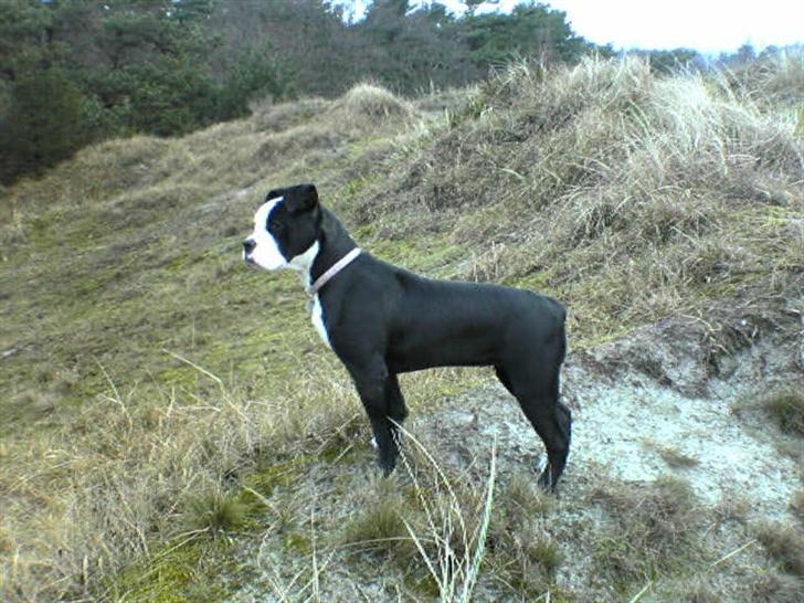 Olde victorian bulldogge Virup's Dixie aka Kiwi - Kiwi i fuld figur i klitterne. Hun er stadig kun en hvalp - er hun ikke flot ? billede 3