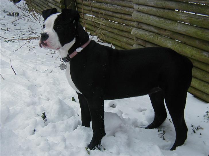 Olde victorian bulldogge Virup's Dixie aka Kiwi - Her er Kiwi i sneen - venter på nogen gider kaster noget sne på hende og lege lidt... billede 4