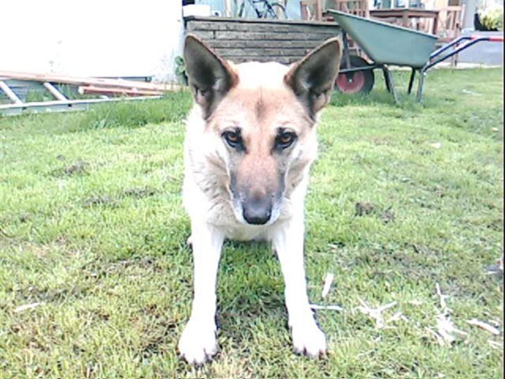 Schæferhund Achalia *DØD* billede 15