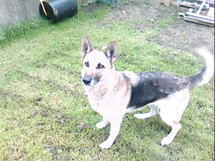 Schæferhund Achalia *DØD* billede 16