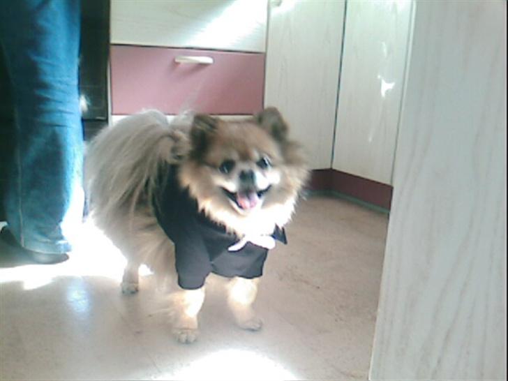 Schæferhund Achalia *DØD* billede 17