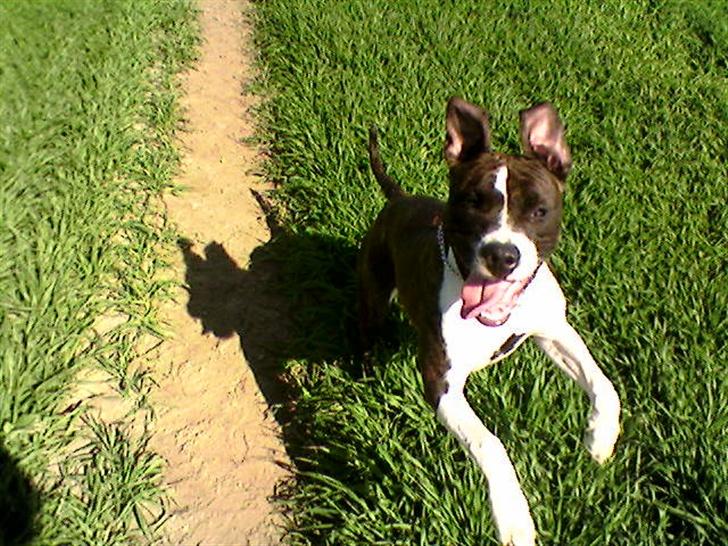Amerikansk staffordshire terrier Smilla *R.I.P.* feb. 2010 - Jeg løbeeeeer.... billede 10