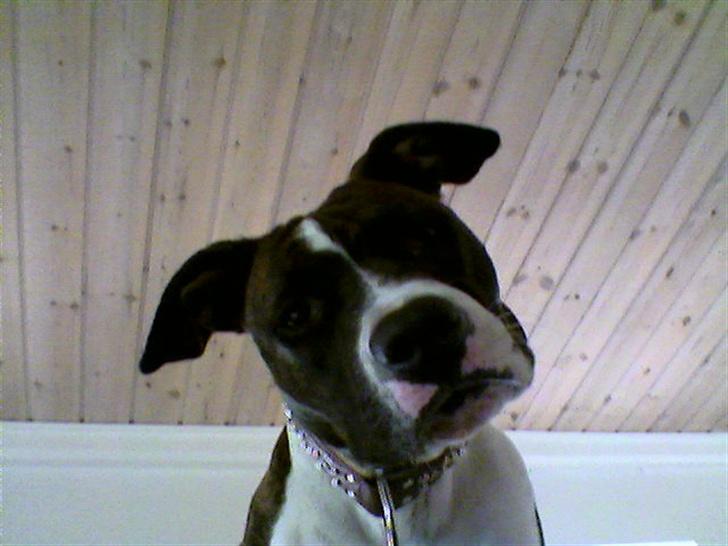 Amerikansk staffordshire terrier Smilla *R.I.P.* feb. 2010 - Hvorfor ligger du dernede mor?????:0) billede 11