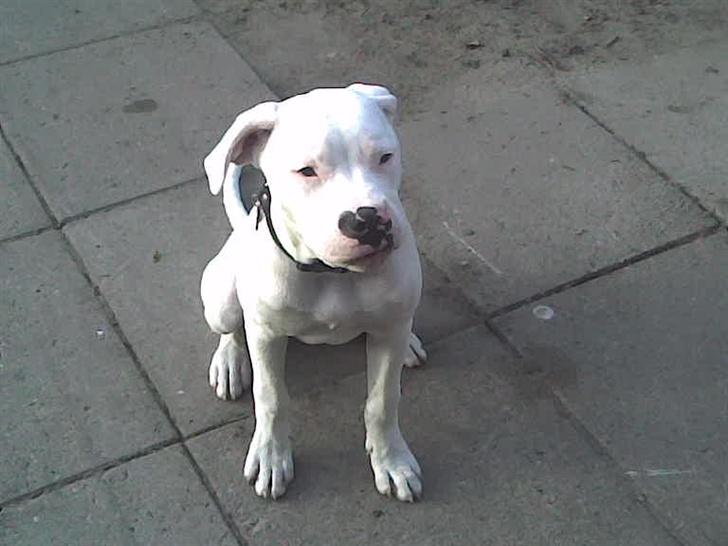 Amerikansk bulldog | Shadi | billede 6