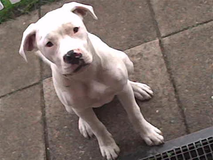 Amerikansk bulldog | Shadi | billede 7