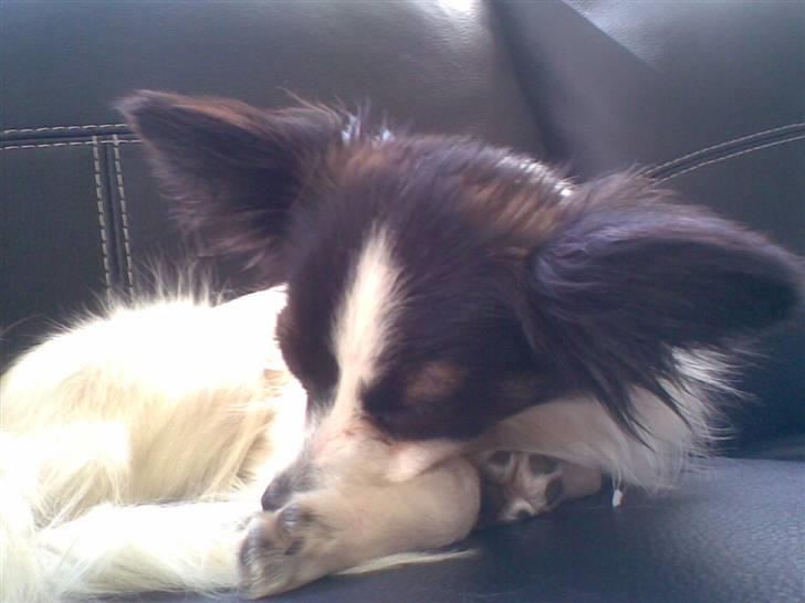Papillon Gizmo billede 1