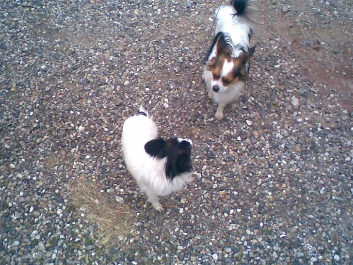 Papillon Gizmo billede 2