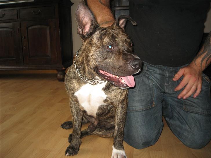Amerikansk staffordshire terrier Smilla *R.I.P.* feb. 2010 - Smilla´s far... billede 12