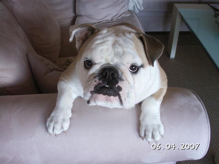 Engelsk bulldog Freja billede 8