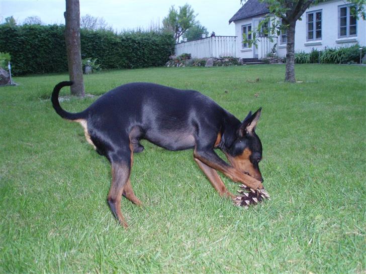 Dvaergpinscher arthur - jahhh, en grankogle billede 3