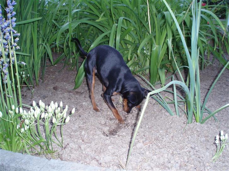 Dvaergpinscher arthur - der er garanteret en mus nedenunder.... billede 4