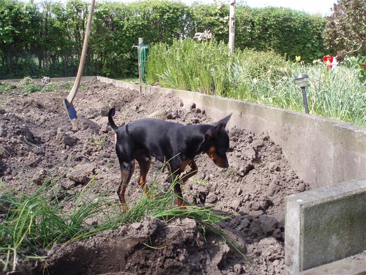 Dvaergpinscher arthur - det er altså hårdt at være hund her!!!! billede 5