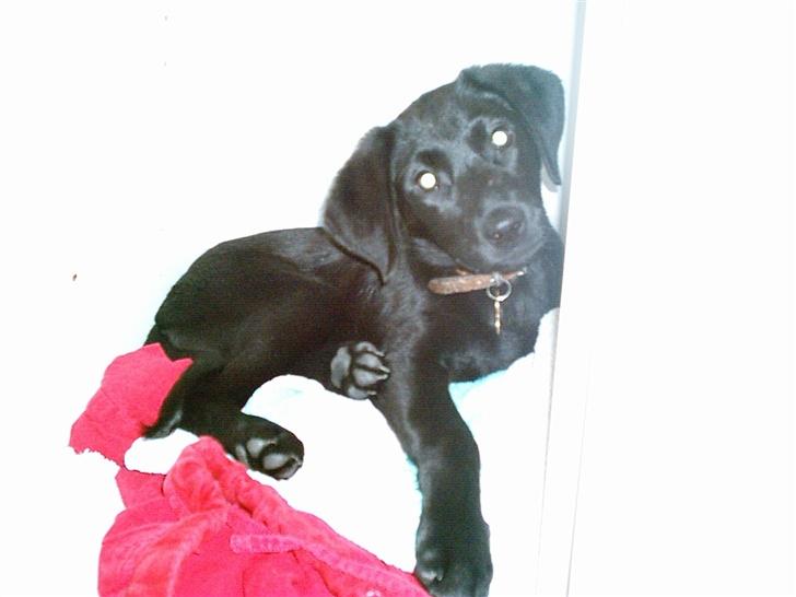Labrador retriever fraja billede 1