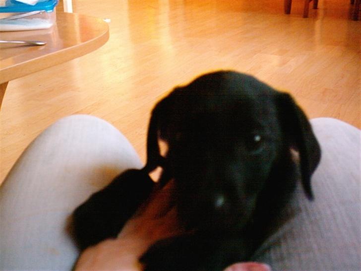 Labrador retriever fraja billede 2