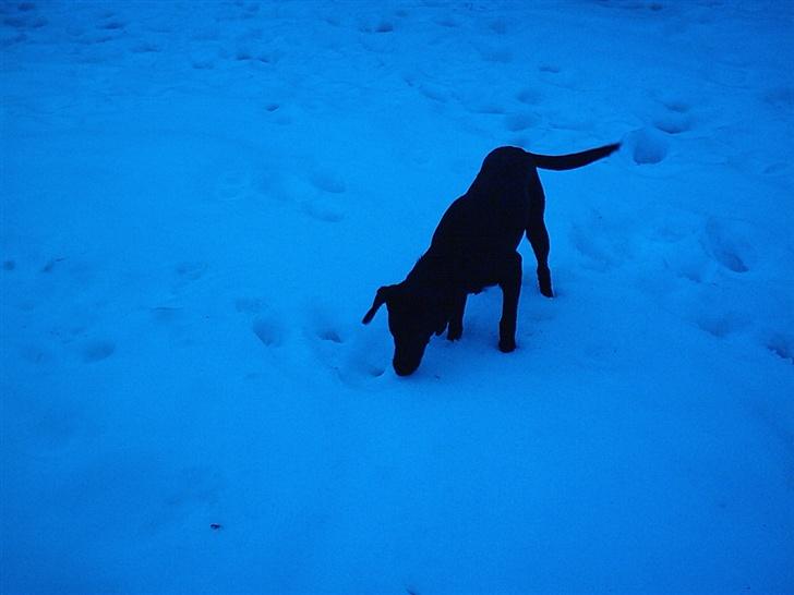 Labrador retriever fraja billede 3