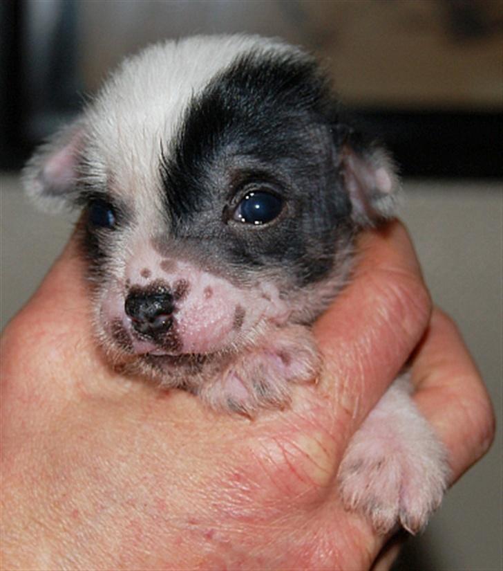 Chinese crested hårløs Jessie - Jessie 2uger gammel billede 6