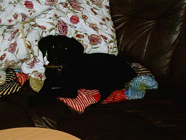 Labrador retriever fraja billede 4