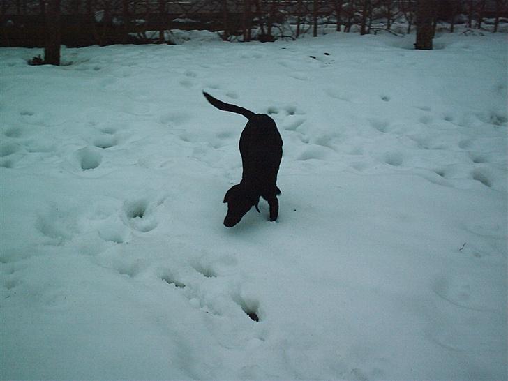 Labrador retriever fraja billede 5
