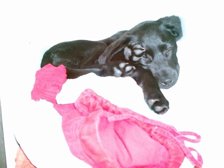 Labrador retriever fraja billede 6