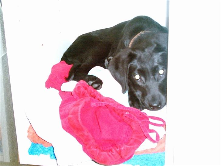 Labrador retriever fraja billede 7