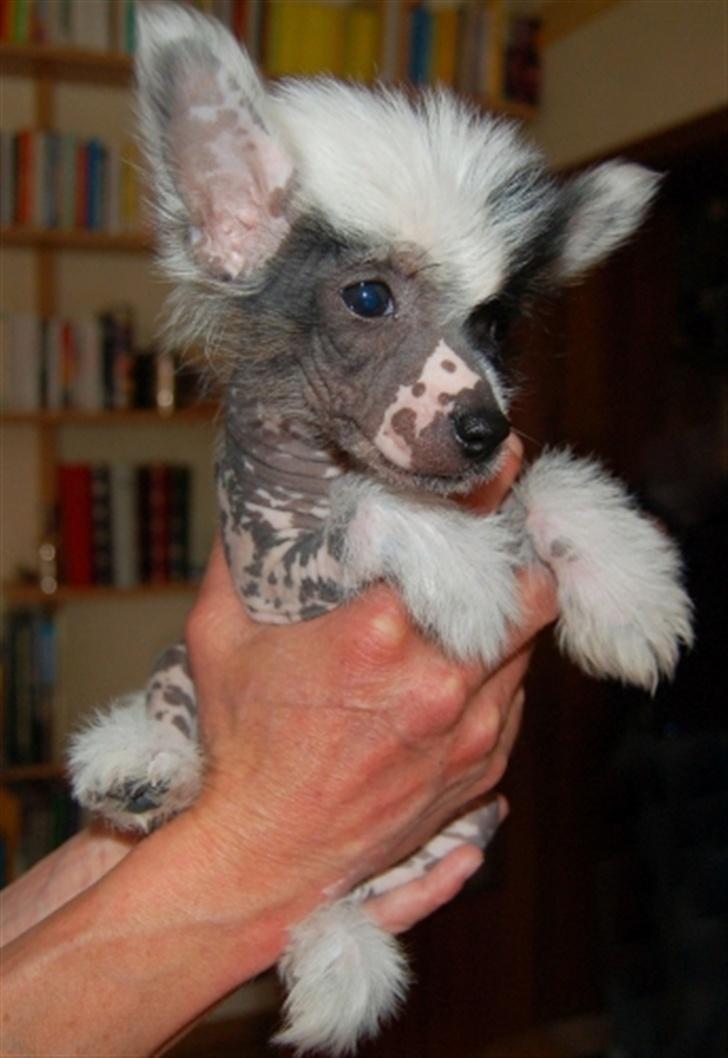 Chinese crested hårløs Jessie - Jessie 7uger gammel billede 7