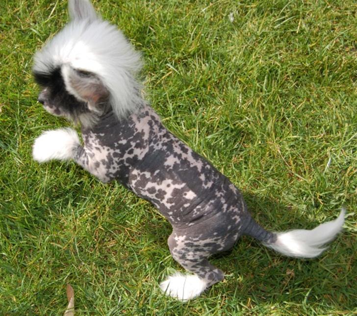 Chinese crested hårløs Jessie - Jessie 7 uger gammel billede 8