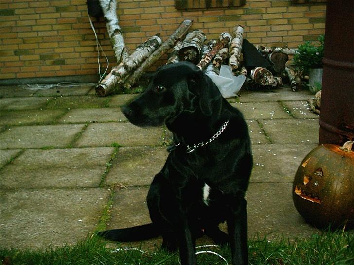 Labrador retriever tyson billede 1