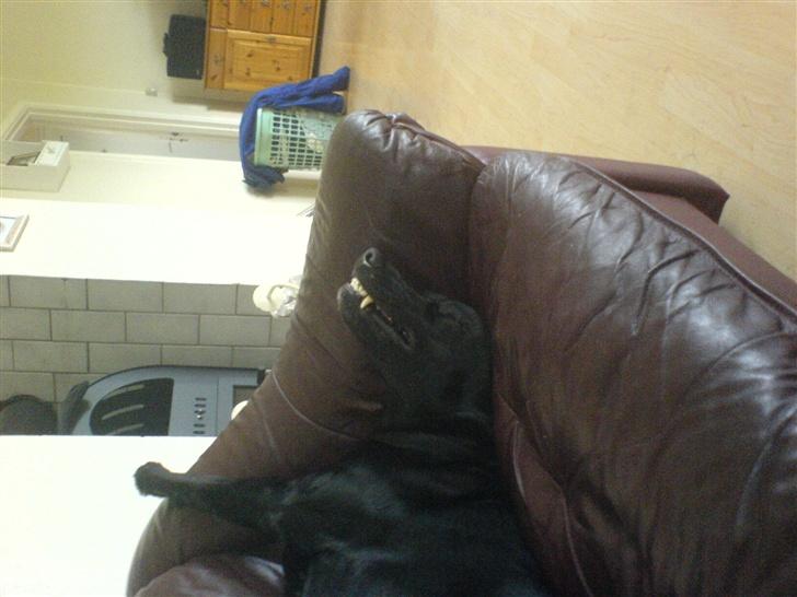 Labrador retriever tyson billede 2