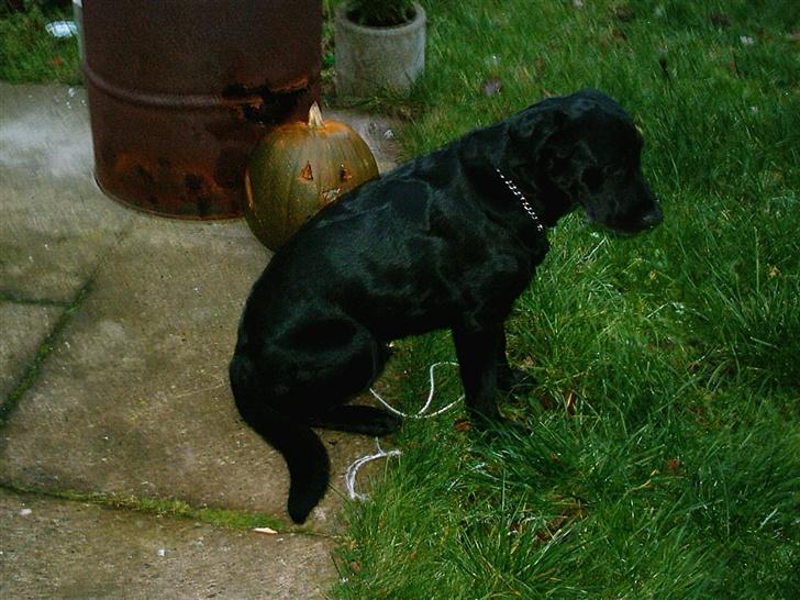 Labrador retriever tyson billede 3