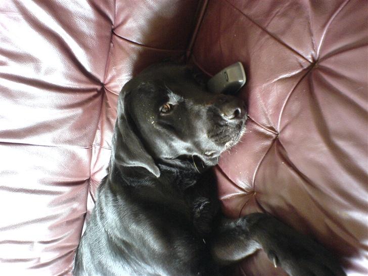 Labrador retriever tyson billede 4