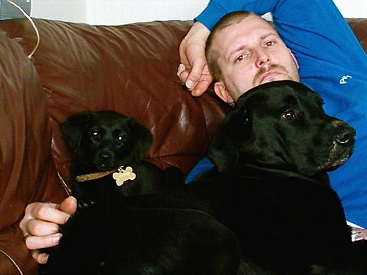 Labrador retriever tyson billede 5