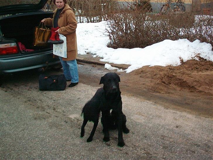 Labrador retriever tyson billede 6