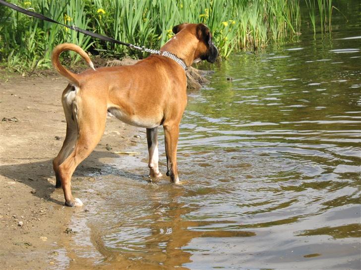 Boxer Qato billede 13