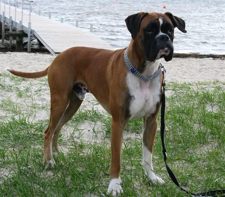 Boxer Qato billede 14