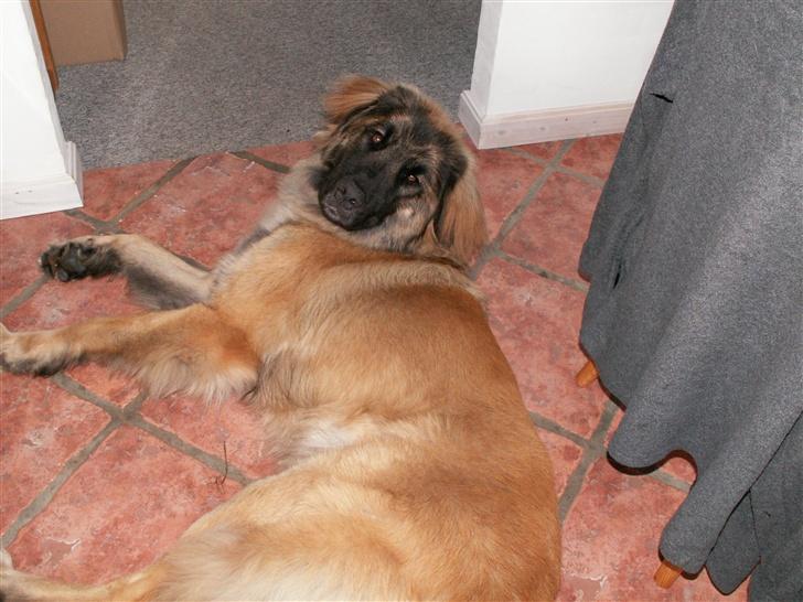 Leonberger Keiko ( i himlen)         billede 1