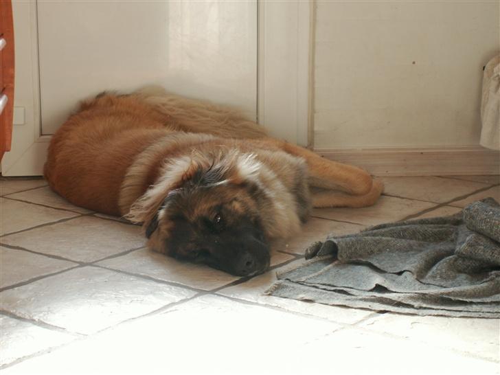 Leonberger Keiko ( i himlen)         billede 2