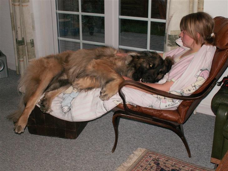 Leonberger Keiko ( i himlen)         - keiko der manglede en smugle kæl.. billede 3
