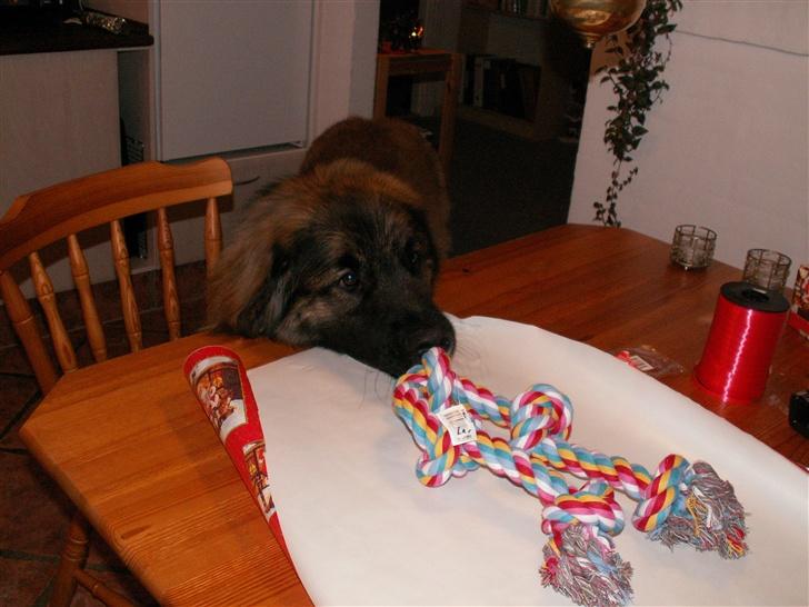 Leonberger Keiko ( i himlen)         - Keiko hjælpermig med at pakke julegave ind billede 4